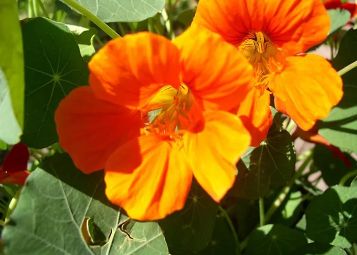 شقة Haus Seidl بودنمايس