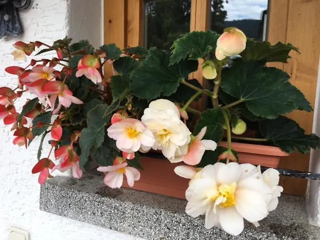 Haus Seidl Apartment